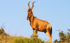 red hartebeest 202x84